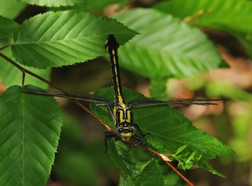 Female
2009_05_21_Gilmer